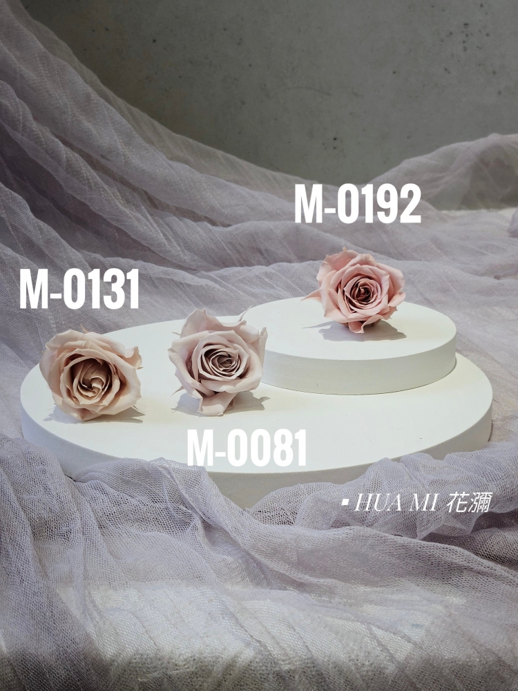 大地- 中玫瑰10